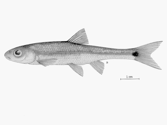 Notropis Hudsonius (Clinton, 1824)